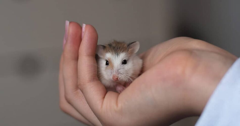 Hamster pode comer manga? Descubra aqui!