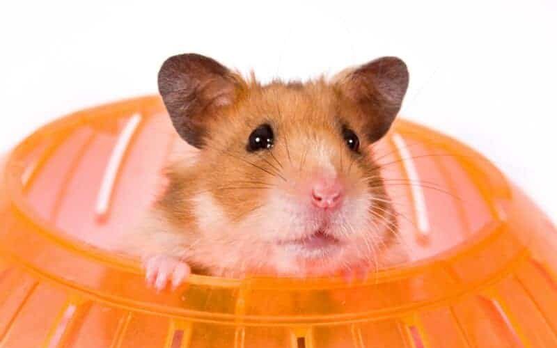 Hamster pode comer repolho? Descubra se o alimento é permitido