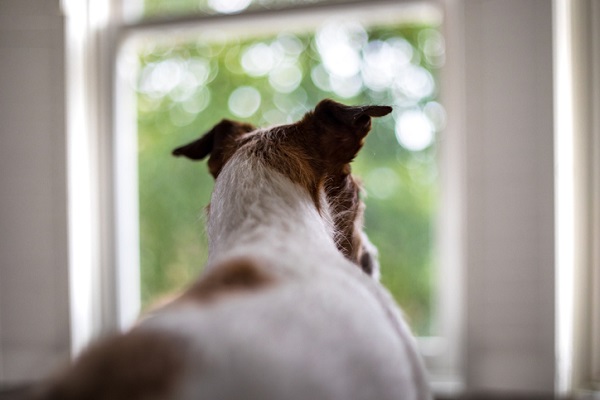 O tempo é sempre do cão