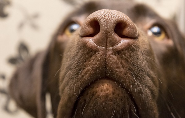 Perfumes e cães não são bons amigos