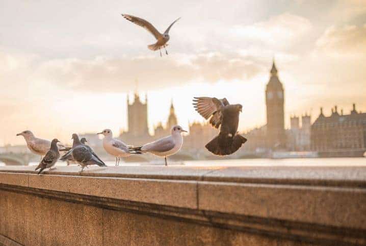 Pombo transmite doença: mito ou verdade? Descubra