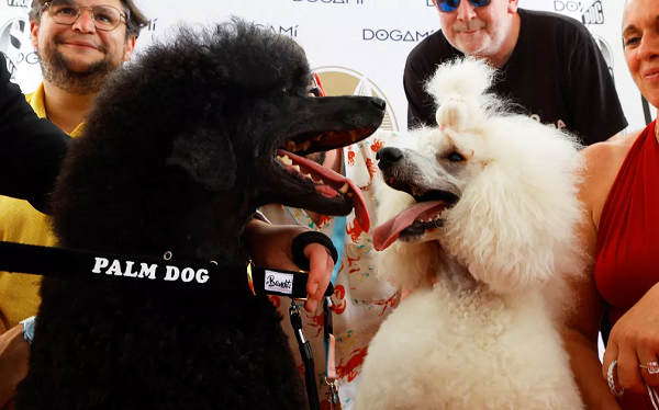 Poodle recebe prêmio ‘Palma Canina’ em Cannes