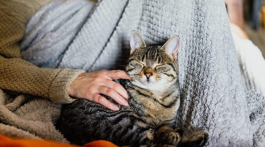 Por quanto tempo um gato lembra do dono? Saiba como a memória do bichano funciona