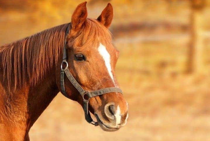 Por que cavalo usa ferradura? Ela é necessária?