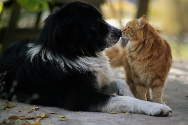 Por que pets têm câncer?