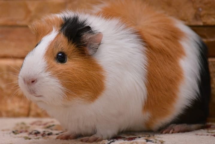 Porquinho-da-índia pode comer brócolis? Descubra