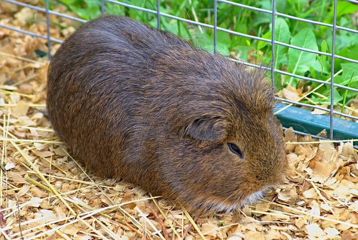 Porquinho-da-índia pode comer uva? A fruta pode ou não ser oferecida?