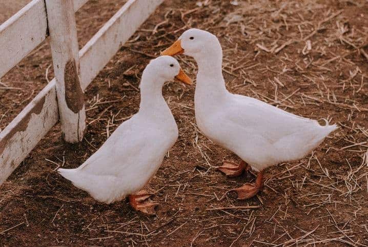 Qual é a diferença entre pato e ganso?