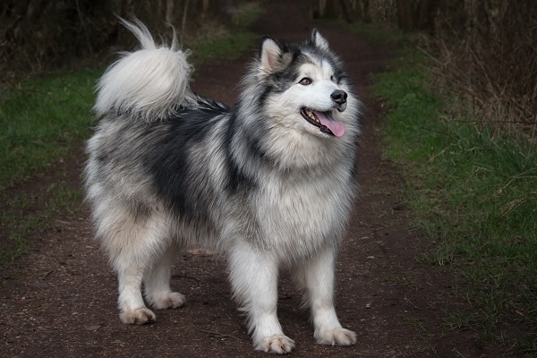 Qual é o cachorro mais forte do Mundo?