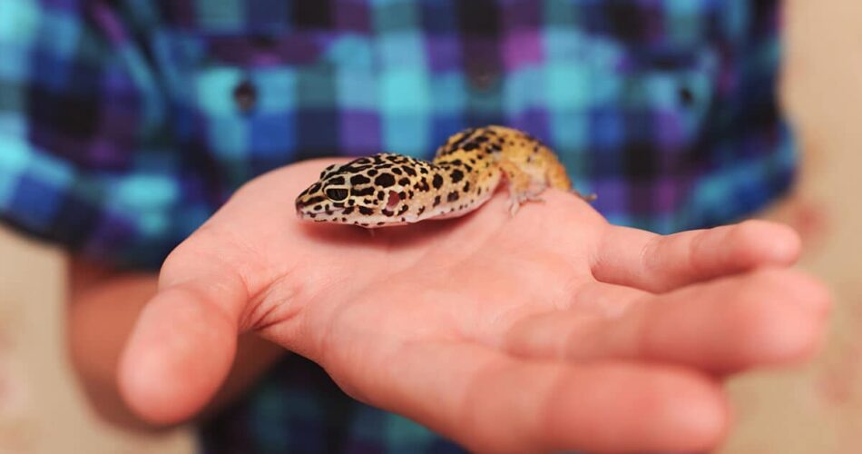 Saiba mais sobre o incrível gecko leopardo