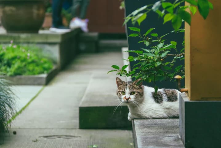 Samambaia é tóxica para gatos? Descubra aqui