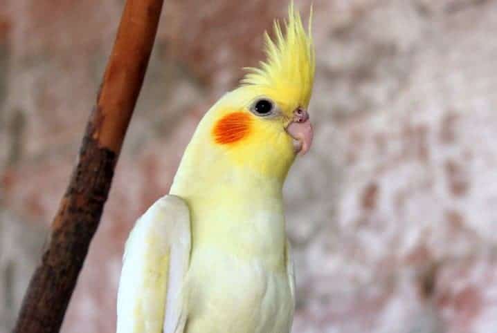 Será que calopsita pode comer goiaba? Saiba mais aqui