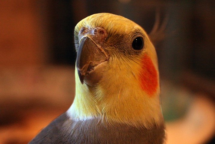 Será que calopsita pode comer uva? Entenda o que faz parte da dieta das aves!