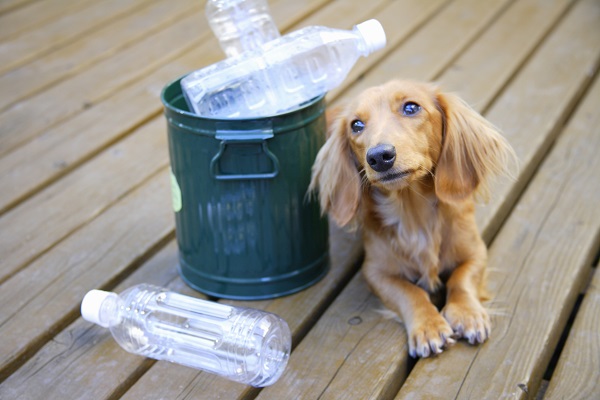 Três dicas de como fazer brinquedos para cachorro