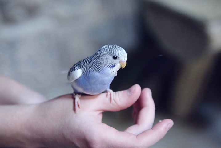 Veterinário de aves: conheça essa especialidade