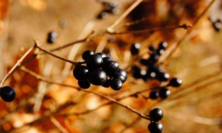 Você sabe se coelho pode comer jabuticaba? Descubra já!