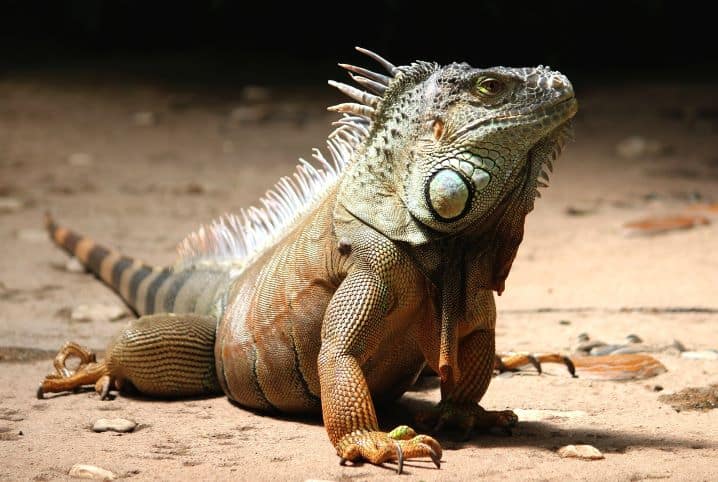 Você sabe se lagarto é vertebrado ou invertebrado? Descubra isso e muito mais!