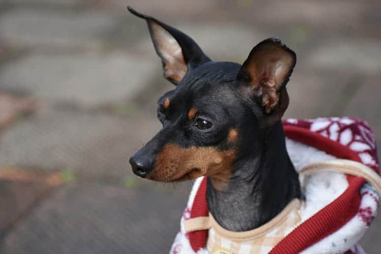 Acesse aqui e saiba tudo sobre Pinscher