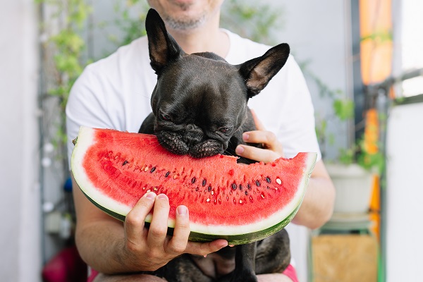 Alimentos que podem ser oferecidos como petisco para cachorro