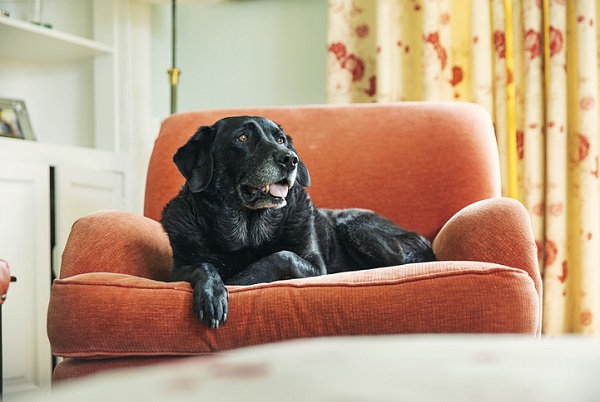 Alzheimer em pets: você sabia que também pode acontecer?