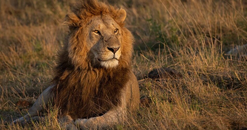 Animais da África: conheça o chamado “Big Five”