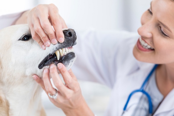 Cachorro perdendo os dentes