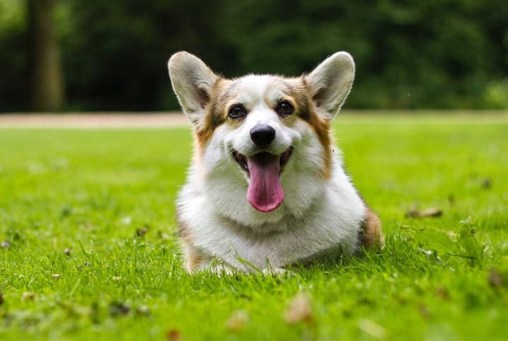 Cachorro pode comer maionese? Esclareça a dúvida