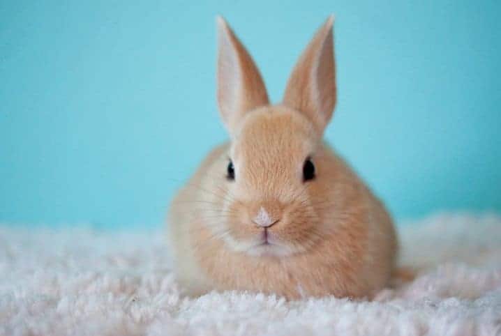 Coelho pode comer chuchu? Entenda se o legume está liberado!