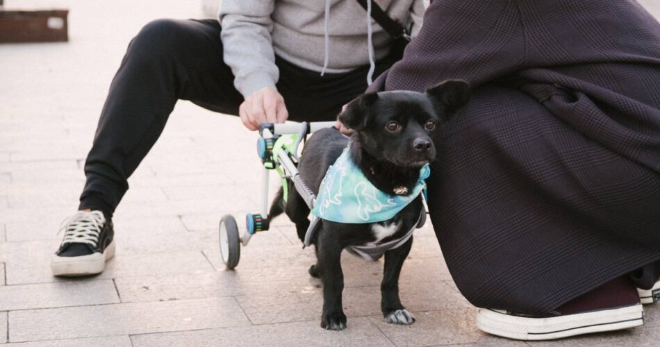 Como fazer cadeira de rodas para cachorro