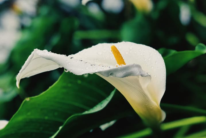 Confira algumas espécies da flora brasileira