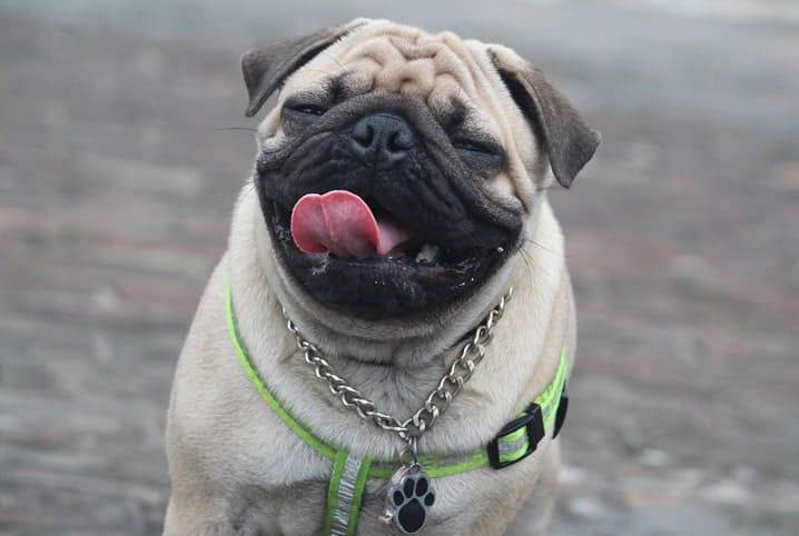 Conheça 7 curiosidades sobre Pug