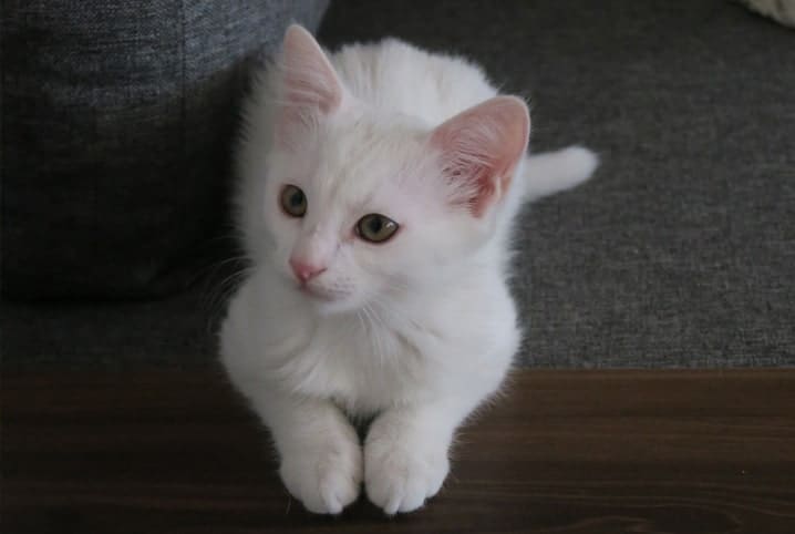 Descubra se gato tem dente de leite ou não!