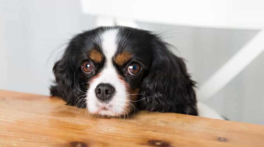 Dia do Cachorro: quando é comemorado e outras curiosidades sobre a data