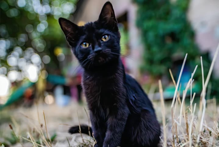 Dia do Gato Preto: mitos e verdades sobre esse bichano