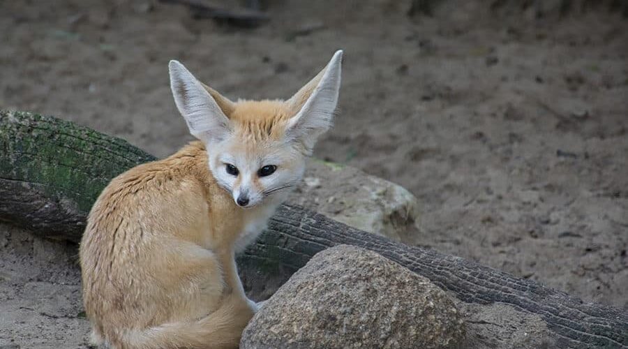 Feneco: conheça esse animal encantador!