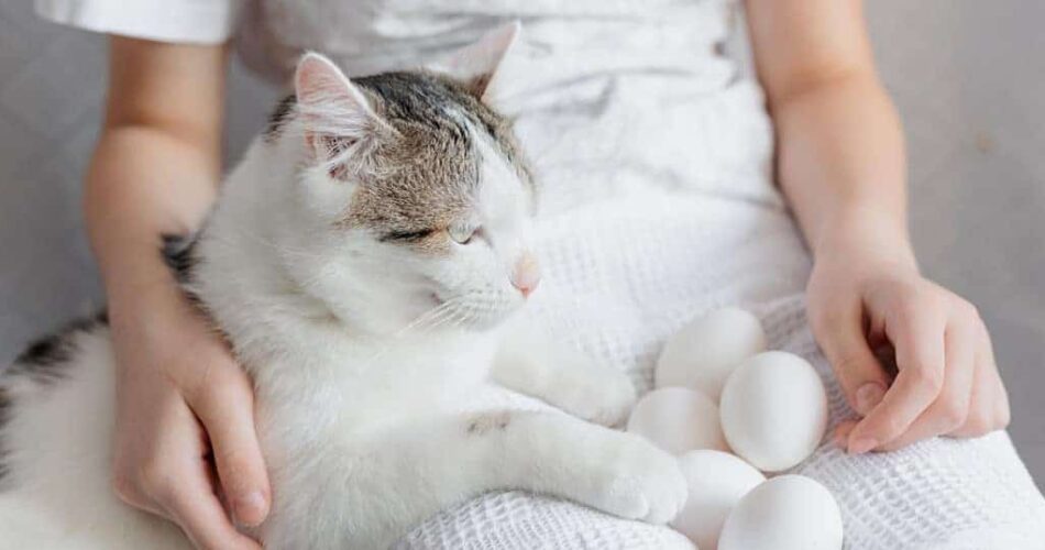 Gato pode comer ovo cozido: será que o alimento é permitido na dieta felina?