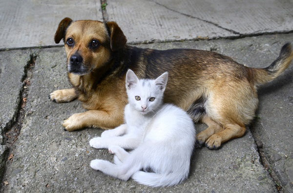 Gatos podem passar doença para o cachorro?