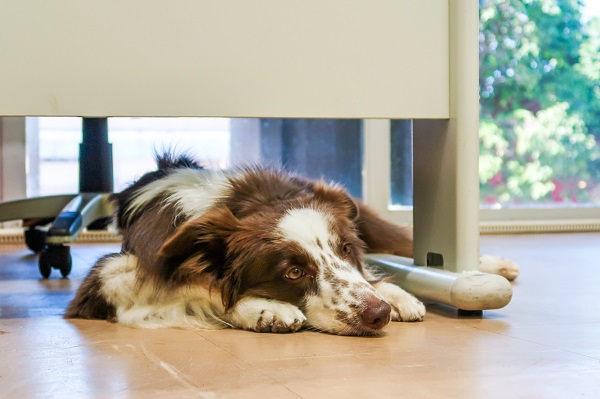 O cão-guia no ambiente de trabalho