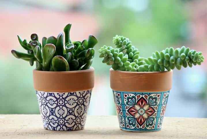 Plantas para jardinagem: conheça algumas opções