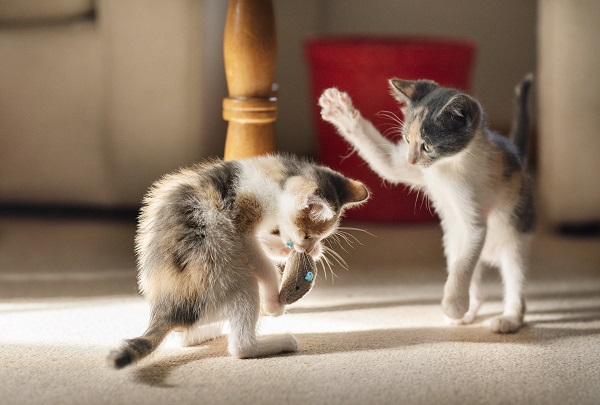 Por que alguns gatos não aceitam dividir?