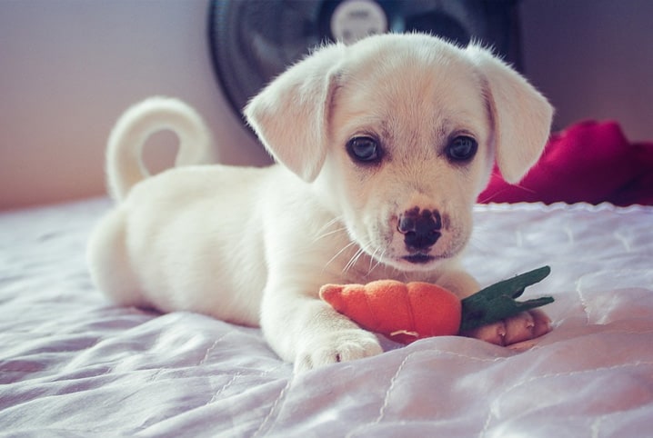 Por que cachorro filhote come fezes? Veja aqui se é normal ou não