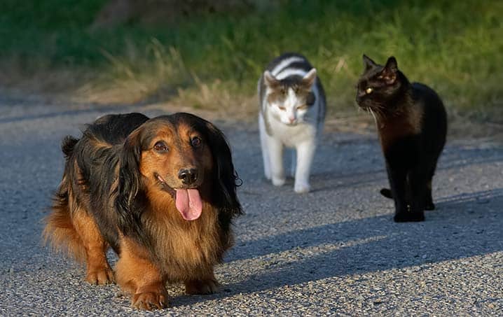 Por que cachorro não gosta de gato? Descubra se isso é verdade