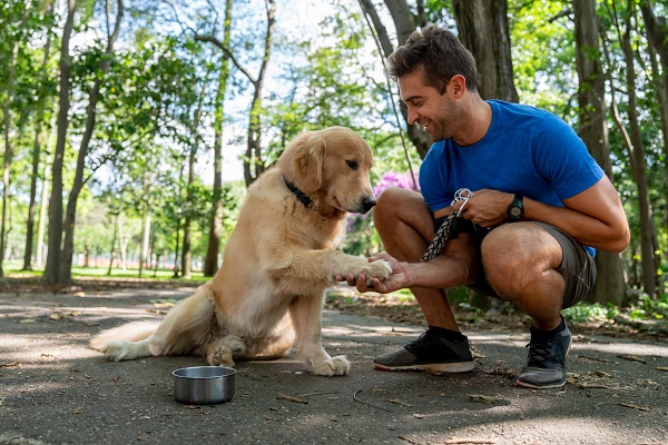 Por que é importante levar seu cachorro para passear todos os dias?