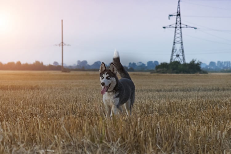 Quais são os cuidados especiais com Husky Siberiano?