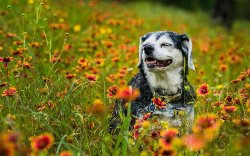 Quais são os cuidados especiais com cães idosos?