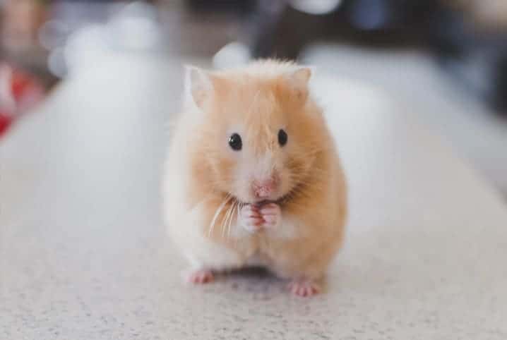 Qual hamster vive mais? Saiba mais aqui