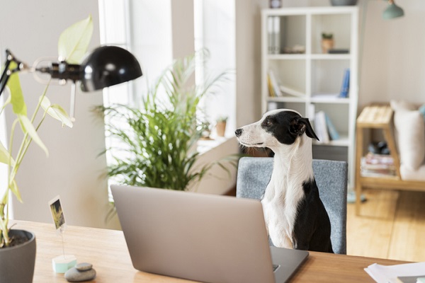 Teleconsulta é aprovada pelo Conselho de Medicina Veterinária