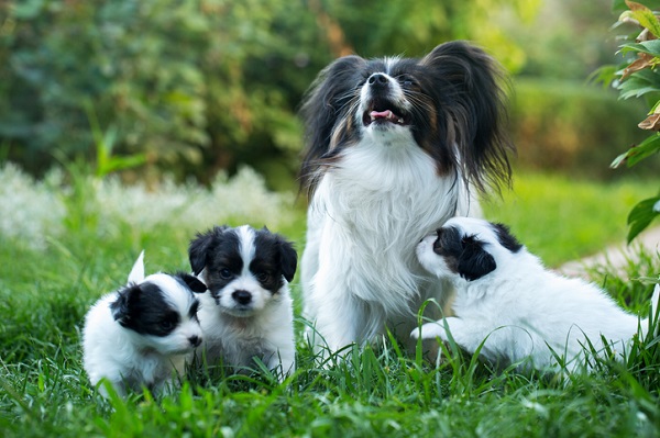 Tudo o que você precisa saber sobre as fases do cão