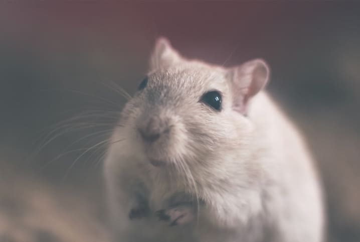 Tudo sobre gerbil: descubra aqui!