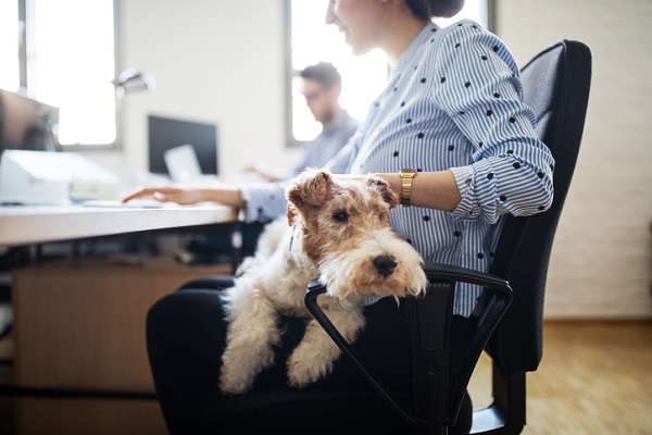 A empresa é pet friendly, e agora?